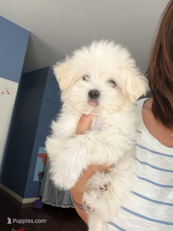 Luna – Maltipoo puppy for sale in Arcadia, CA