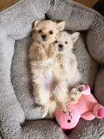 Cotton Candy, a female Maltipoo for sale in Arcadia, CA – 5 of 10