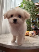 Fifi, a female Maltipoo and Maltese for sale in Arcadia, CA – 4 of 8