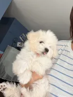 Luna, a female Maltipoo for sale in Arcadia, CA – 7 of 7