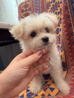 Fifi, a female Maltipoo and Maltese for sale in Arcadia, CA – 5 of 8