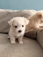 Cotton Candy, a female Maltipoo for sale in Arcadia, CA – 4 of 10