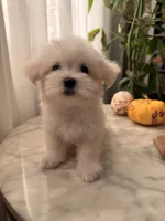 PUDDING, a female Maltipoo and Maltese for sale in Arcadia, CA – 8 of 10