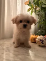 Fifi, a female Maltipoo and Maltese for sale in Arcadia, CA – 2 of 8