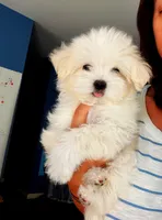 Luna, a female Maltipoo for sale in Arcadia, CA – 4 of 7