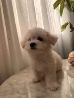 PUDDING, a female Maltipoo and Maltese for sale in Arcadia, CA – 7 of 10