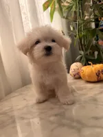 PUDDING, a female Maltipoo and Maltese for sale in Arcadia, CA – 2 of 10