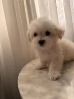 PUDDING, a female Maltipoo and Maltese for sale in Arcadia, CA – 5 of 10