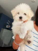 Luna, a female Maltipoo for sale in Arcadia, CA – 6 of 7
