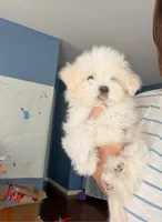 Luna, a female Maltipoo for sale in Arcadia, CA – 5 of 7