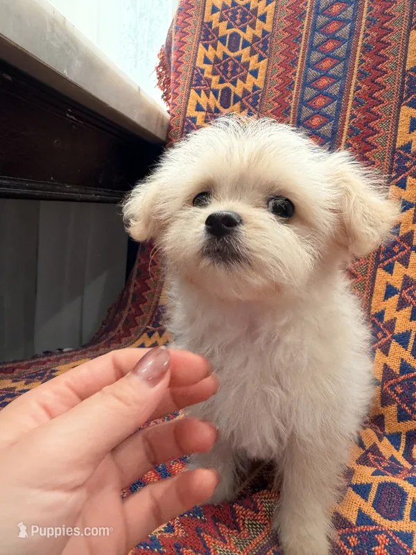 Fifi – Maltipoo, Maltese puppy for sale in Arcadia, CA