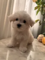 PUDDING, a female Maltipoo and Maltese for sale in Arcadia, CA – 9 of 10