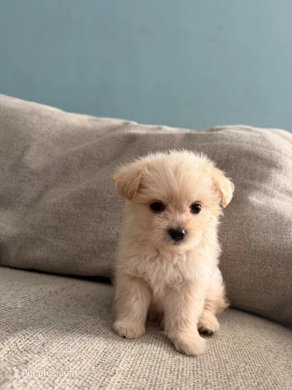 Cotton Candy – Maltipoo puppy for sale in Arcadia, CA