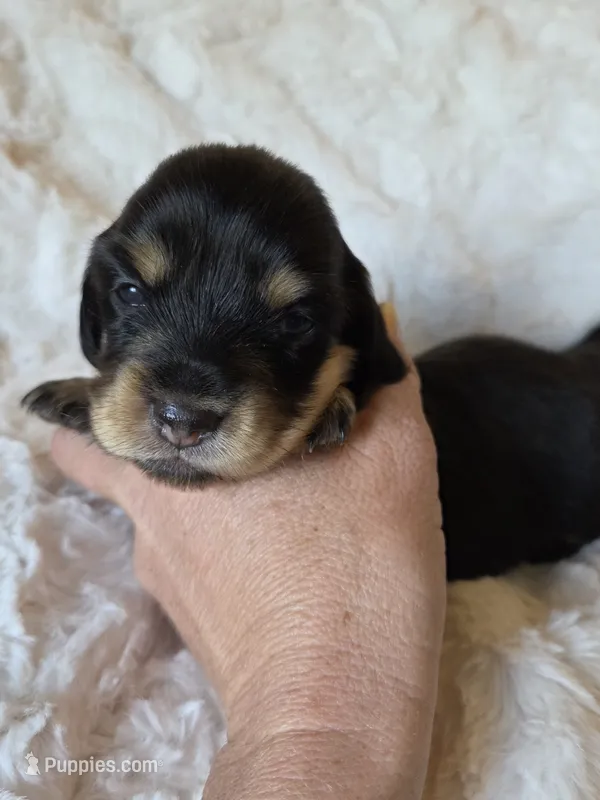 Bonnie – Miniature Dachshund puppy for sale in Ennis, TX