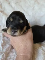 Bonnie, a female Miniature Dachshund for sale in Ennis, TX – 1 of 4