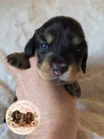 Bonnie, a female Miniature Dachshund for sale in Ennis, TX – 2 of 4