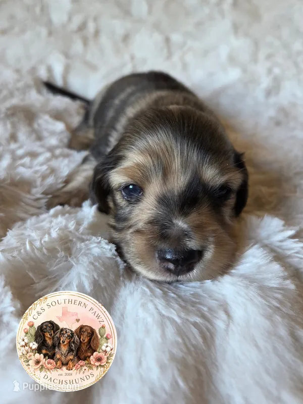 Tucker – Miniature Dachshund puppy for sale in Ennis, TX