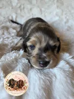 Tucker, a male Miniature Dachshund for sale in Ennis, TX – 1 of 4
