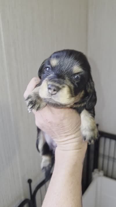 Bonnie, a female Miniature Dachshund for sale in Ennis, TX – 4 of 4