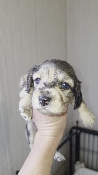 Tucker, a male Miniature Dachshund for sale in Ennis, TX – 4 of 4