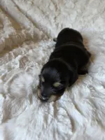 Bonnie, a female Miniature Dachshund for sale in Ennis, TX – 3 of 4