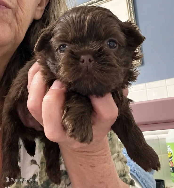 Levi – Shih Tzu puppy for sale in Tallahassee, FL