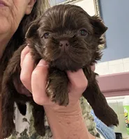 Levi, a male Shih Tzu for sale in Tallahassee, FL – 1 of 1