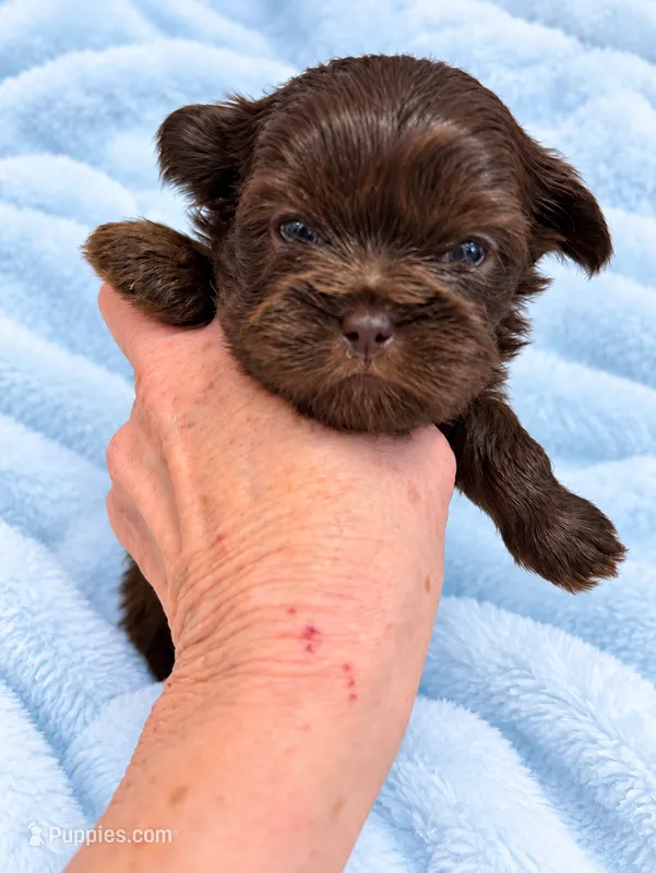 Bolton – Shih Tzu puppy for sale in Tallahassee, FL