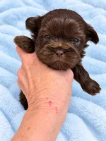 Bolton, a male Shih Tzu for sale in Tallahassee, FL – 1 of 1