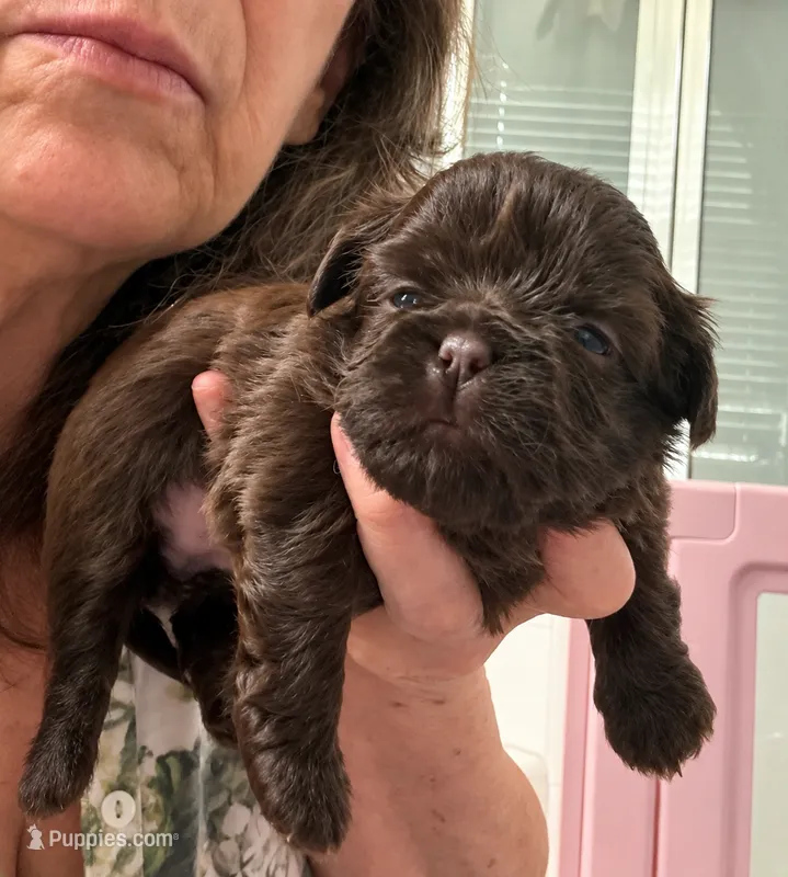 Lucas – Shih Tzu puppy for sale in Tallahassee, FL