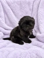 Oakley, a female Shih Tzu for sale in Tallahassee, FL – 4 of 5
