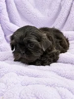 Oakley, a female Shih Tzu for sale in Tallahassee, FL – 5 of 5