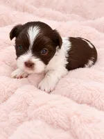 Creed, a male Shih Tzu for sale in Tallahassee, FL – 2 of 4