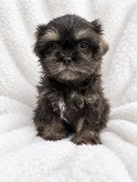Slater, a male Shih Tzu for sale in Tallahassee, FL – 3 of 4