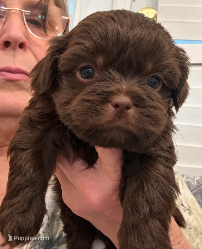 Briggs – Shih Tzu puppy for sale in Tallahassee, FL