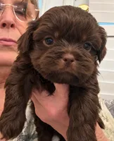 Briggs, a male Shih Tzu for sale in Tallahassee, FL – 1 of 1