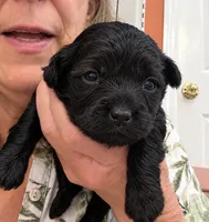 Dale, a  Shih Tzu for sale in Tallahassee, FL – 2 of 2