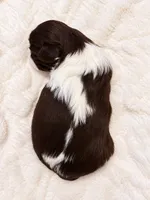 Creed, a male Shih Tzu for sale in Tallahassee, FL – 4 of 4