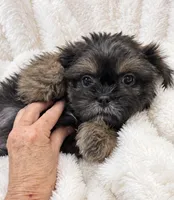 Slater, a male Shih Tzu for sale in Tallahassee, FL – 4 of 4