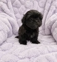 Oakley, a female Shih Tzu for sale in Tallahassee, FL – 1 of 5