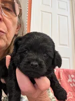 Dale, a  Shih Tzu for sale in Tallahassee, FL – 1 of 2
