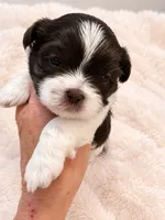 Creed, a male Shih Tzu for sale in Tallahassee, FL – 1 of 4