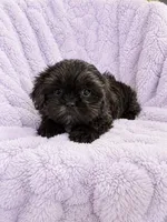 Oakley, a female Shih Tzu for sale in Tallahassee, FL – 2 of 5