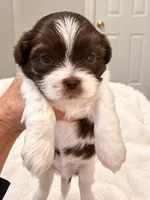 Creed, a male Shih Tzu for sale in Tallahassee, FL – 3 of 4