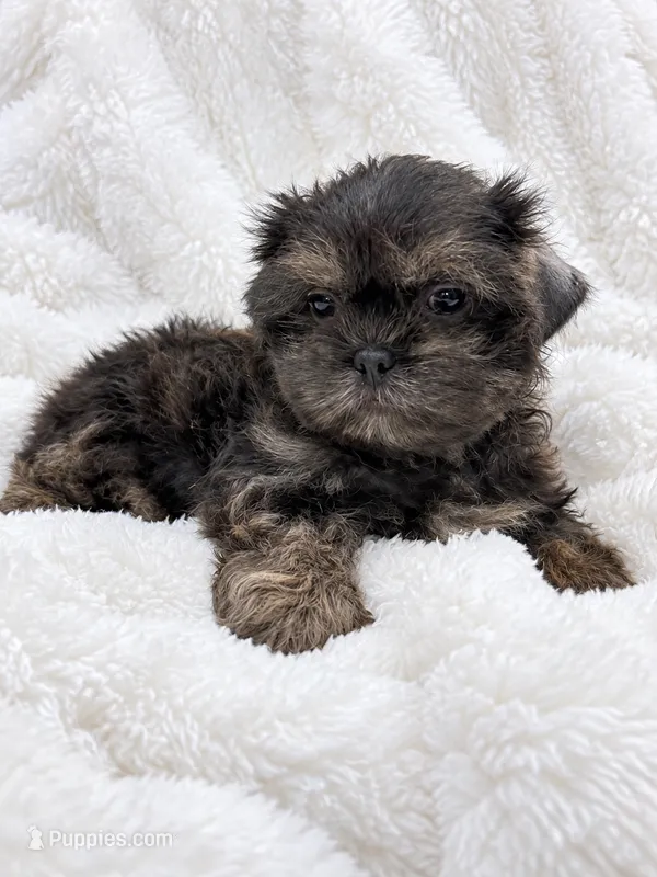 Slater – Shih Tzu puppy for sale in Tallahassee, FL
