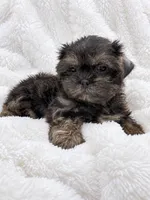 Slater, a male Shih Tzu for sale in Tallahassee, FL – 1 of 4