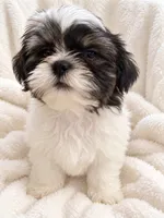 Cannon, a male Shih Tzu for sale in Tallahassee, FL – 4 of 5