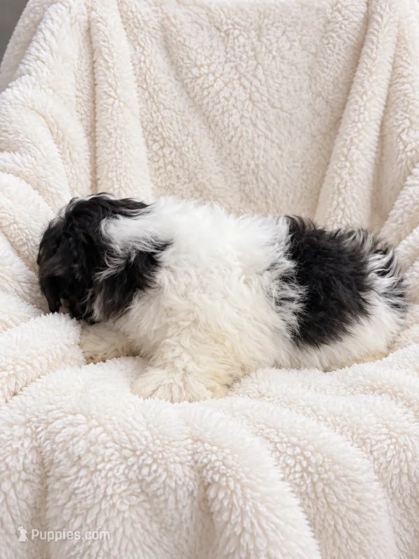 Cannon, a male Shih Tzu for sale in Tallahassee, FL – 1 of 5