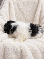 Cannon, a male Shih Tzu for sale in Tallahassee, FL – 1 of 5