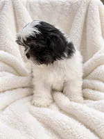 Cannon, a male Shih Tzu for sale in Tallahassee, FL – 3 of 5